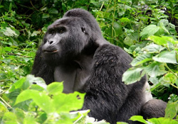 Rwanda Tourism News!